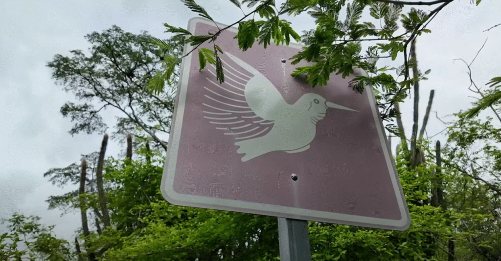 Señal de tránsito púrpura con la silueta de un colibrí blanco, rodeada de vegetación en Yoro, Honduras.