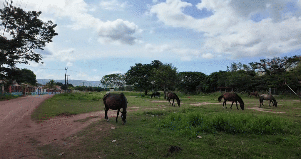 Paisaje rural en Olancho con varios caballos pastando junto a un camino de tierra, áreas verdes, árboles y un aerogenerador al fondo bajo cielo azul con nubes.